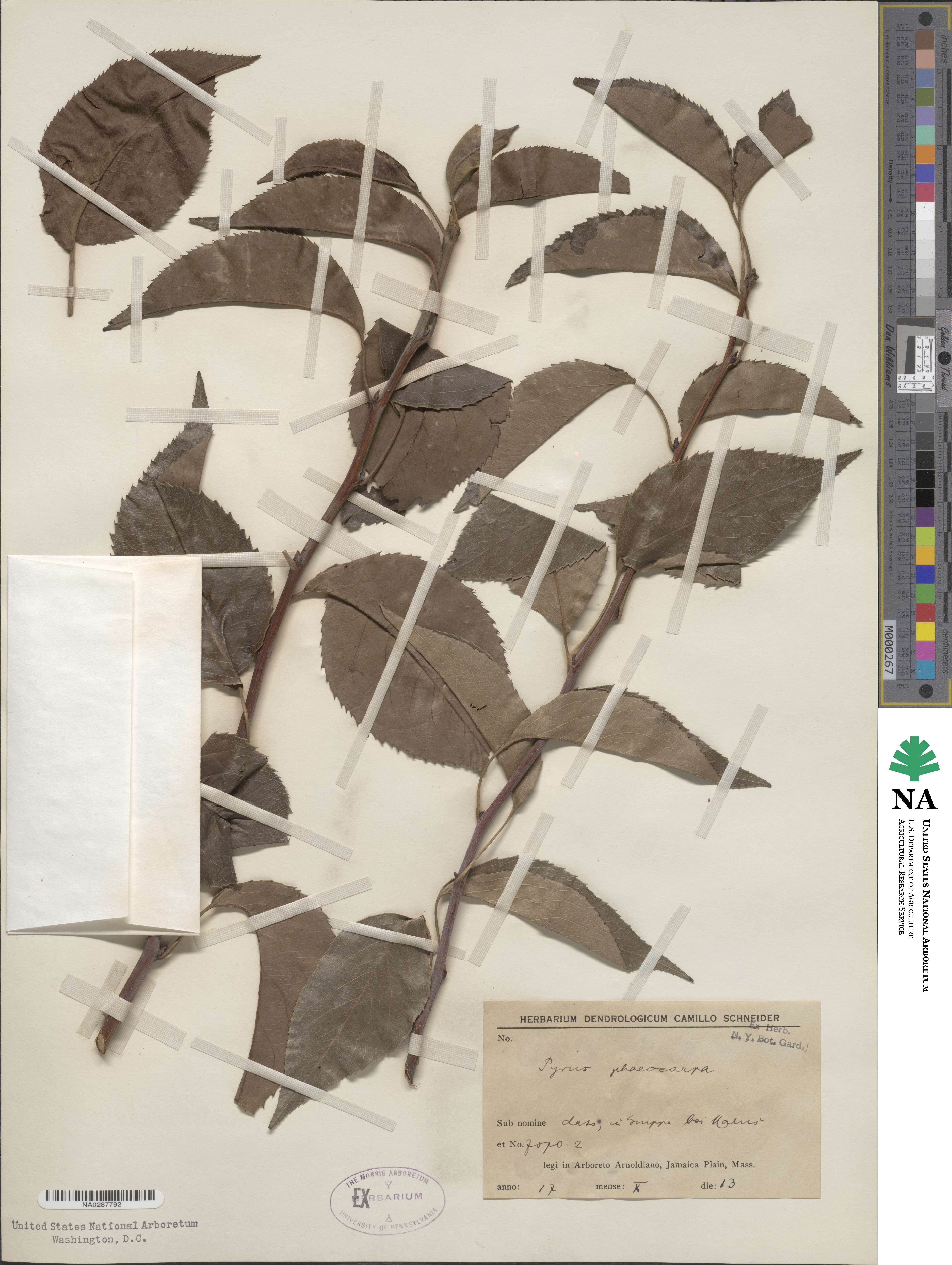 Pyrus phaeocarpa image
