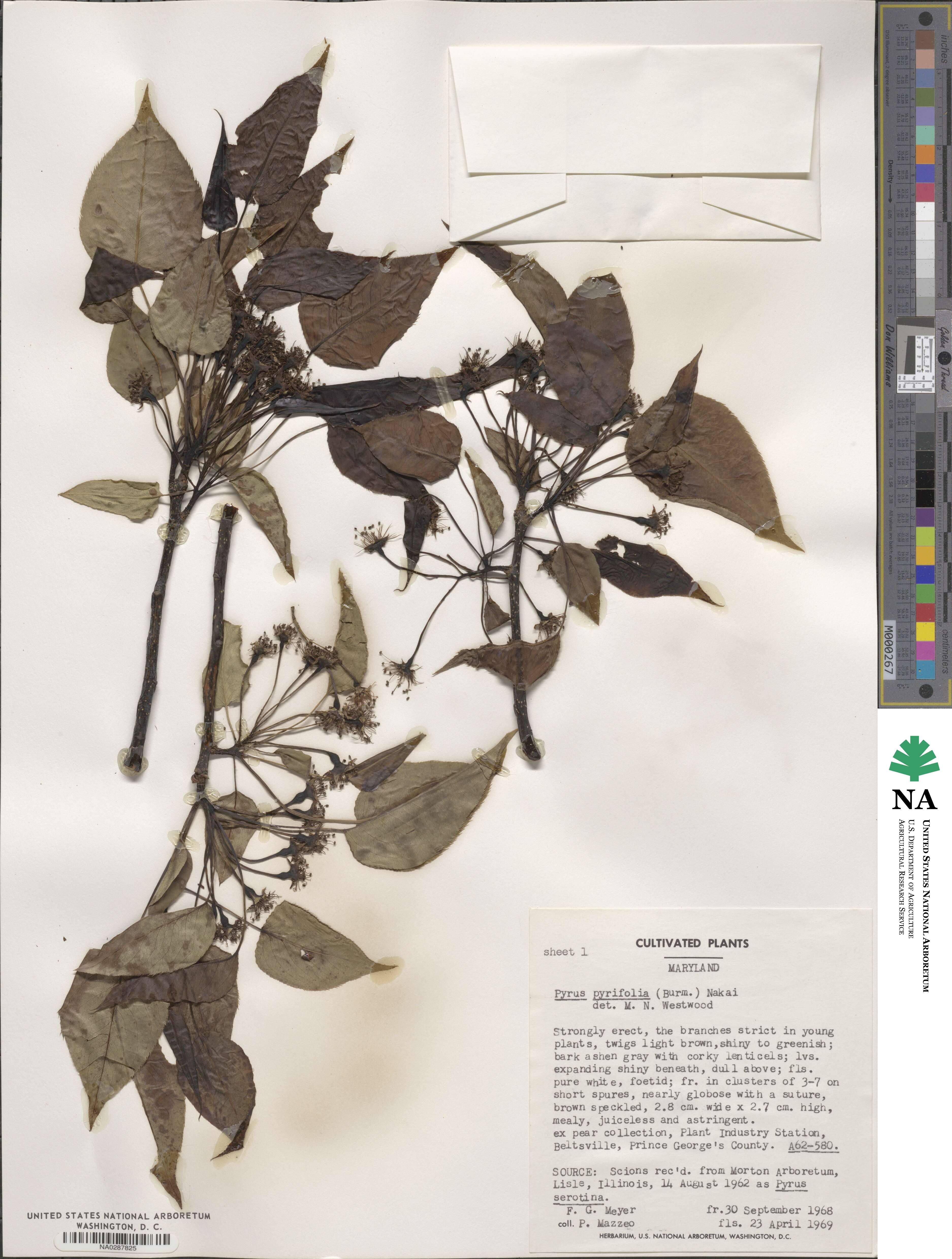 Pyrus pyrifolia image