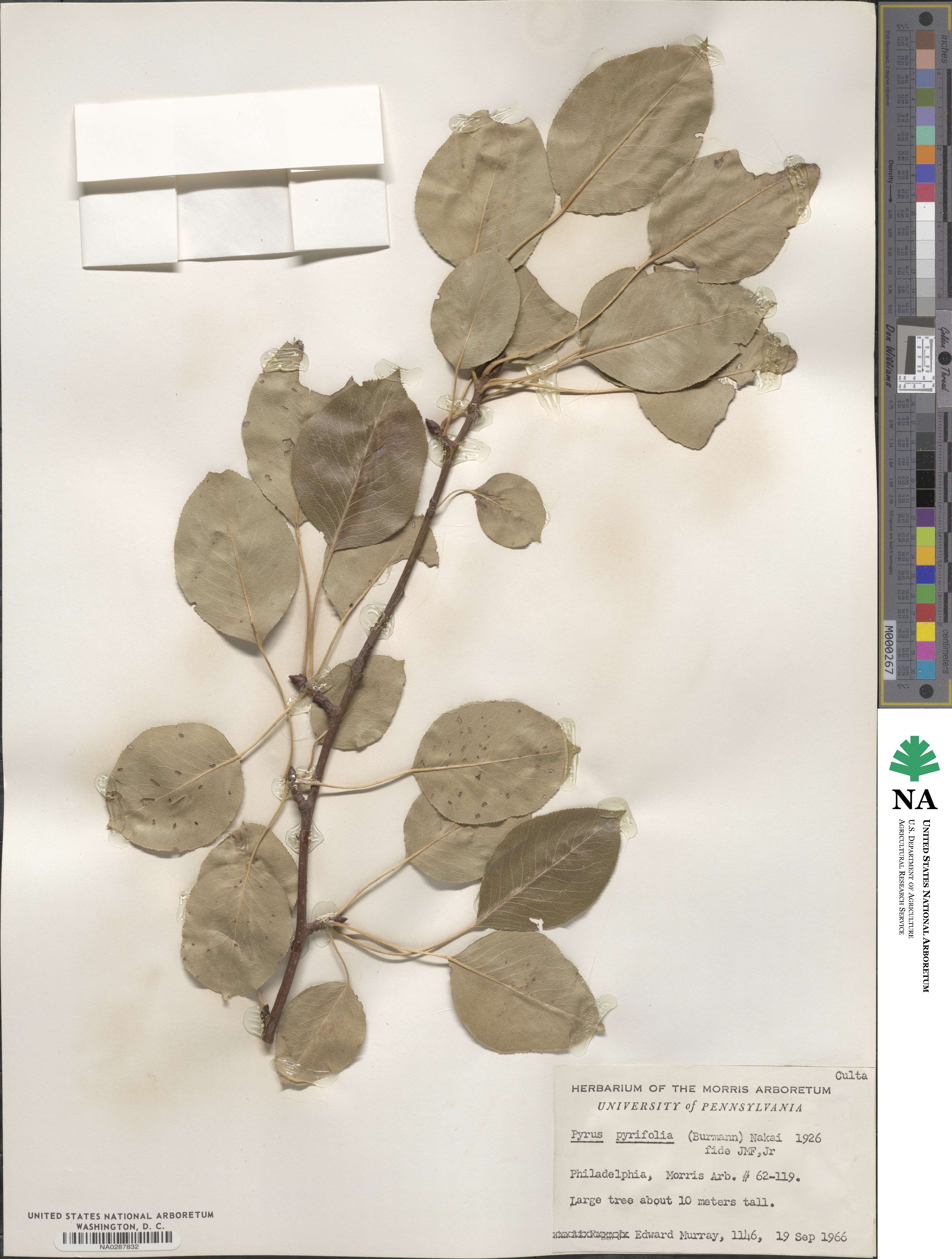 Pyrus pyrifolia image