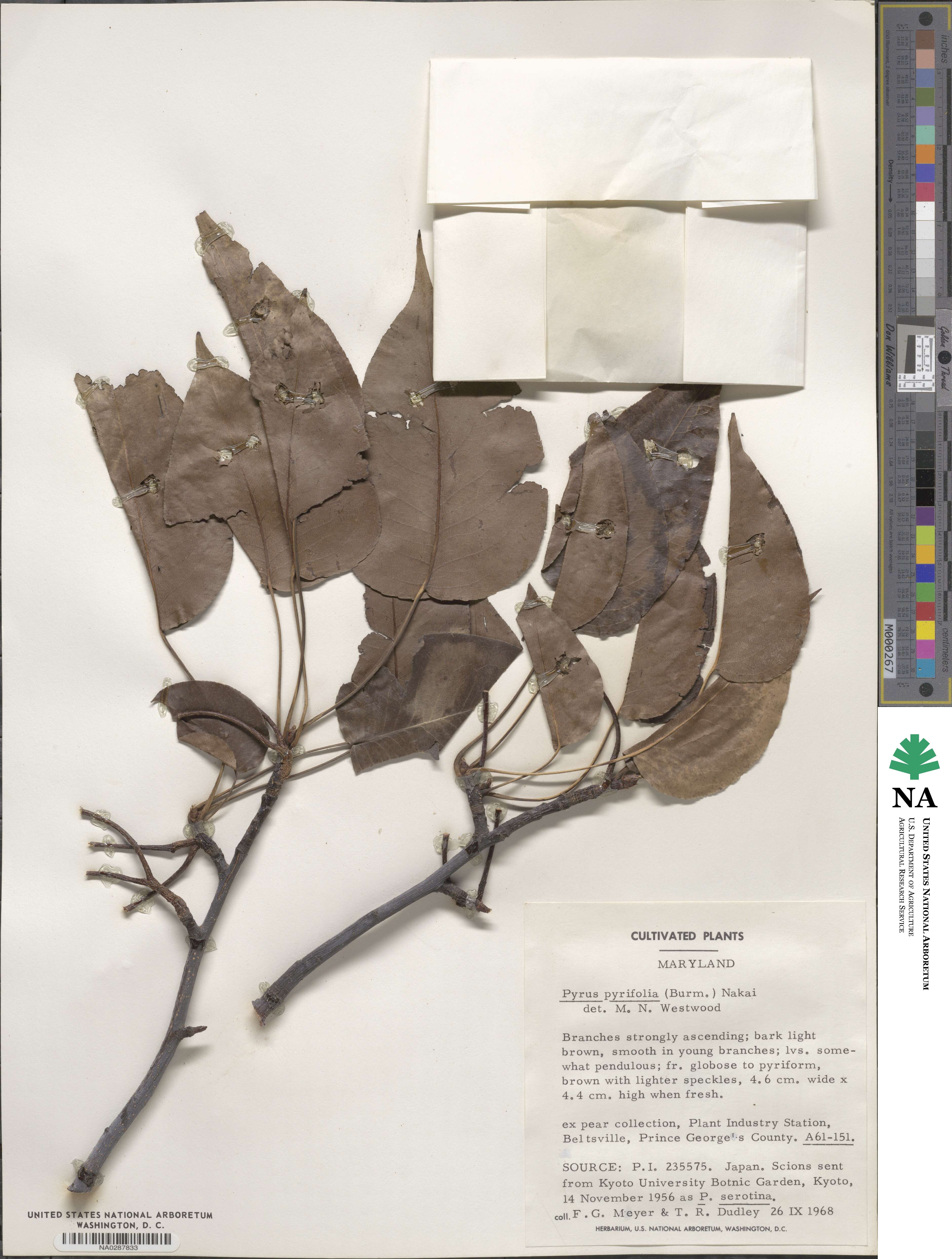 Pyrus pyrifolia image