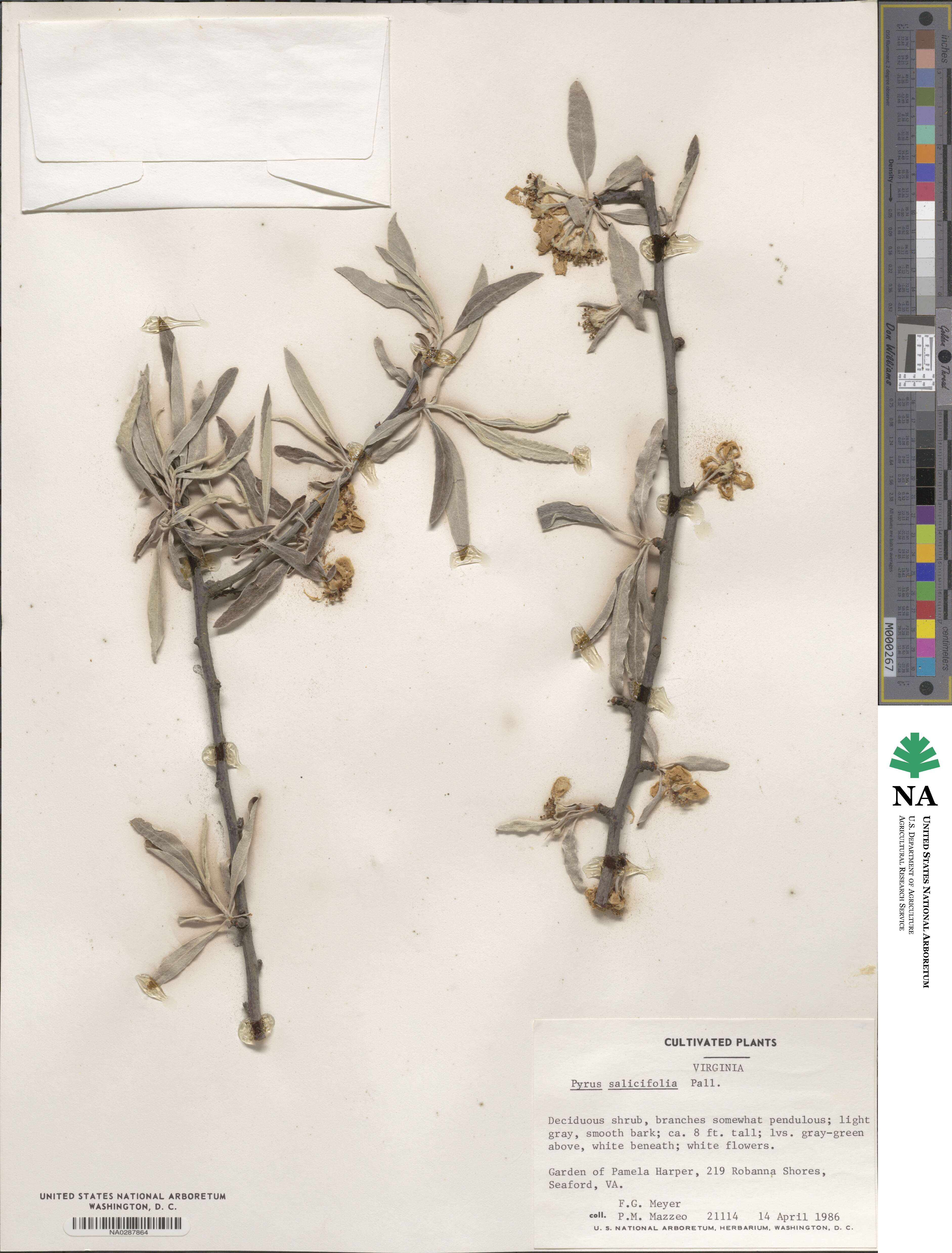 Pyrus salicifolia image