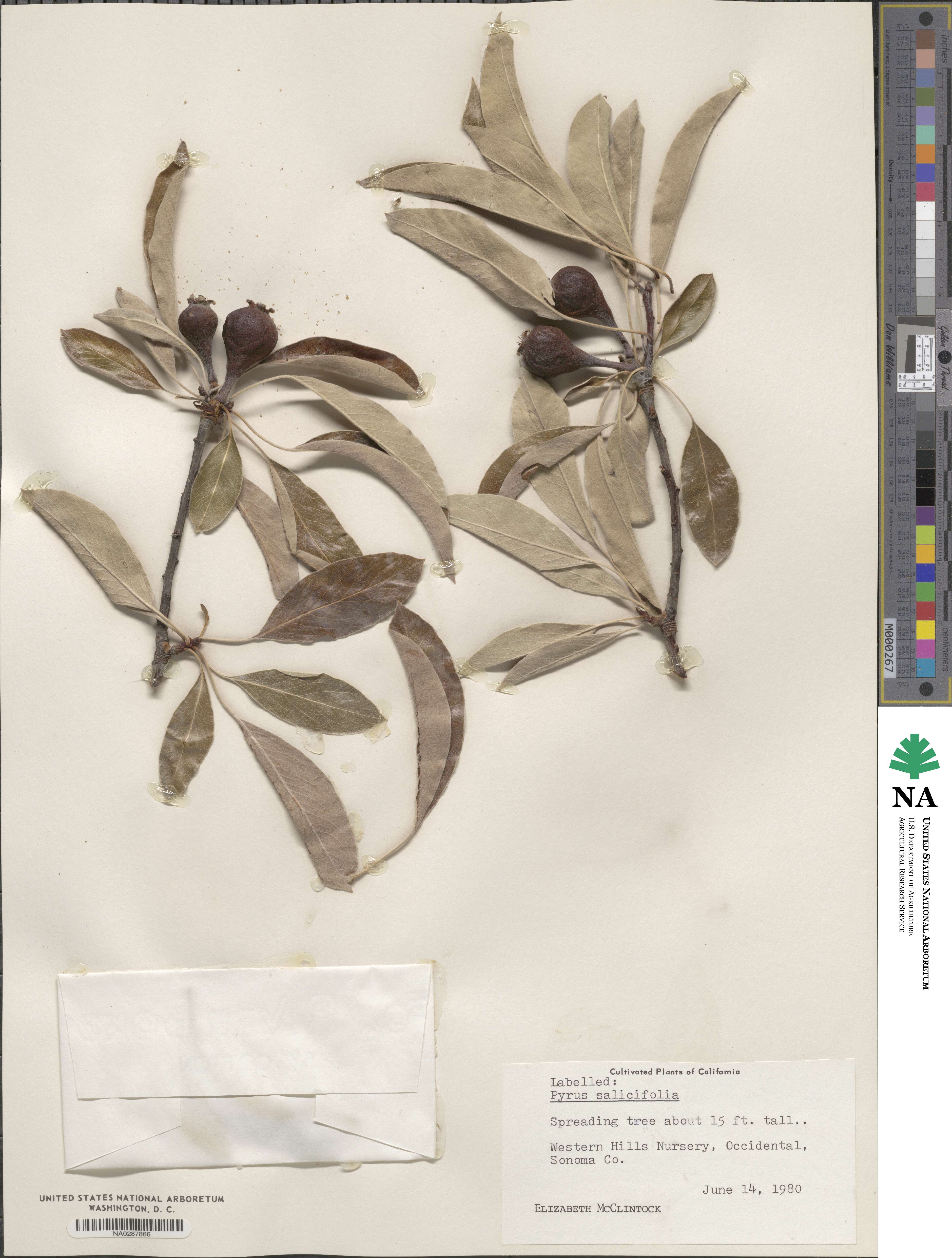 Pyrus salicifolia image