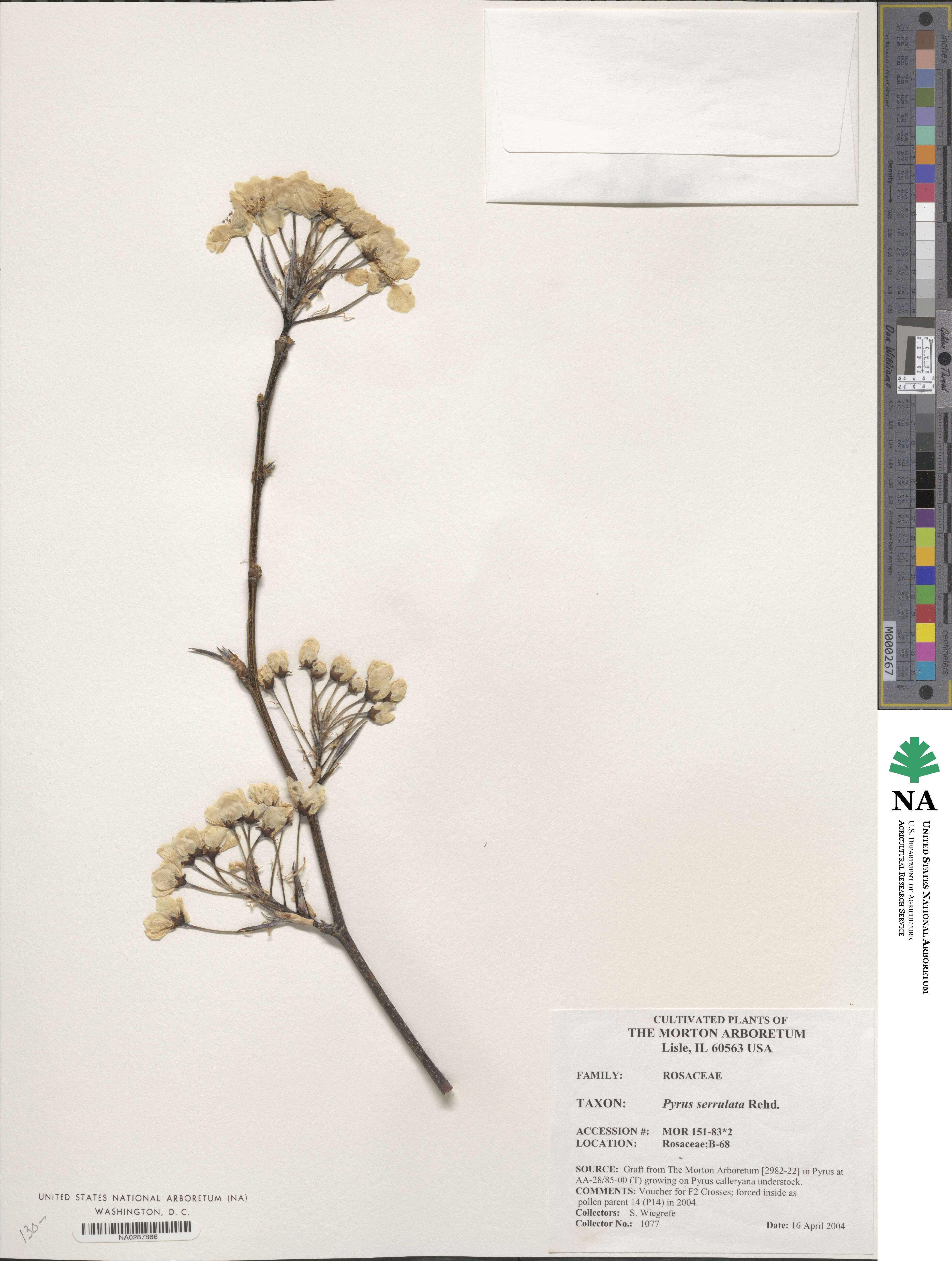 Pyrus neoserrulata image