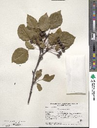 Pyrus neoserrulata image