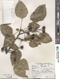 Pyrus neoserrulata image