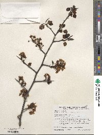 Pyrus neoserrulata image