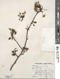 Pyrus neoserrulata image