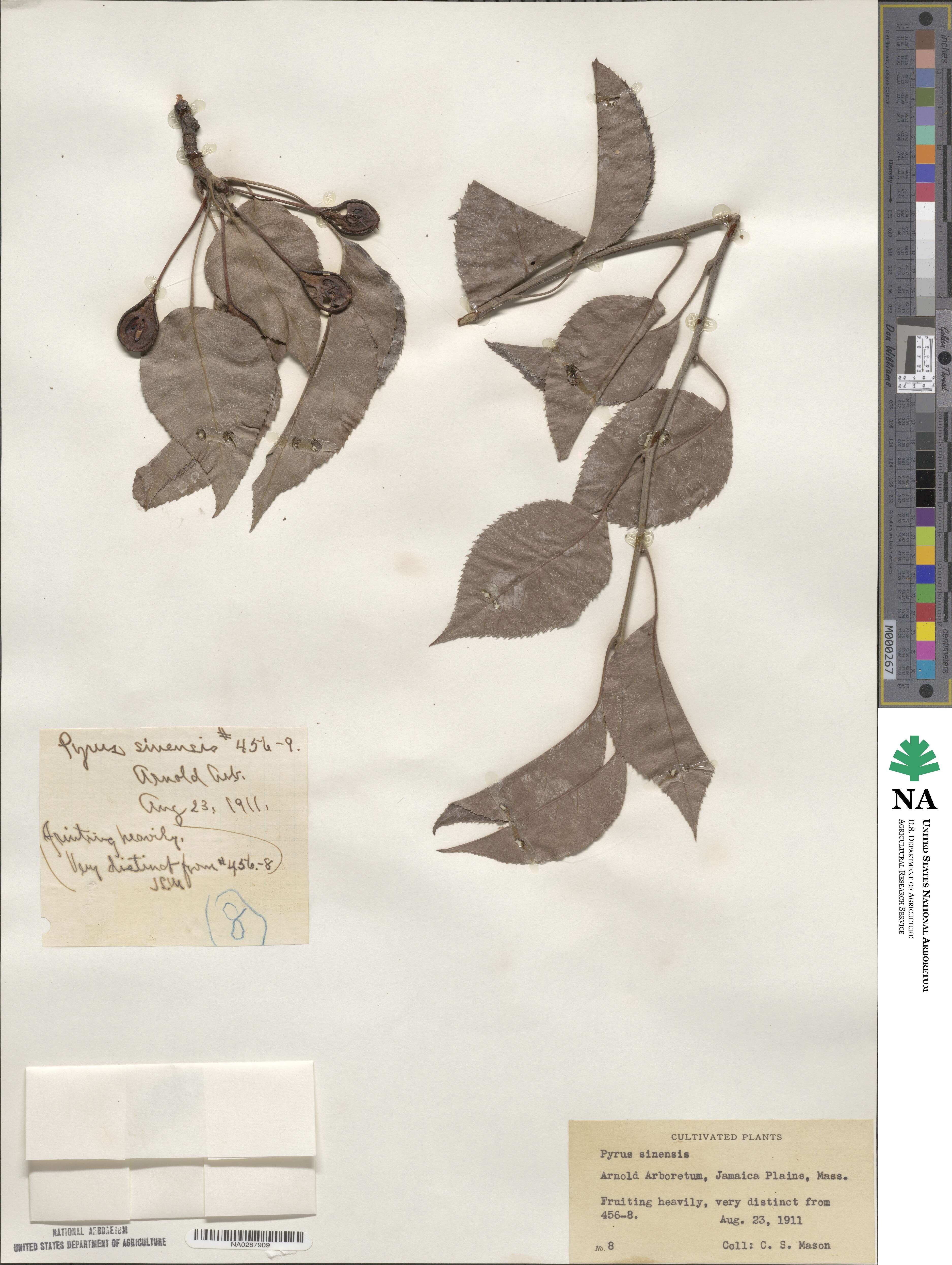 Pyrus sinensis image