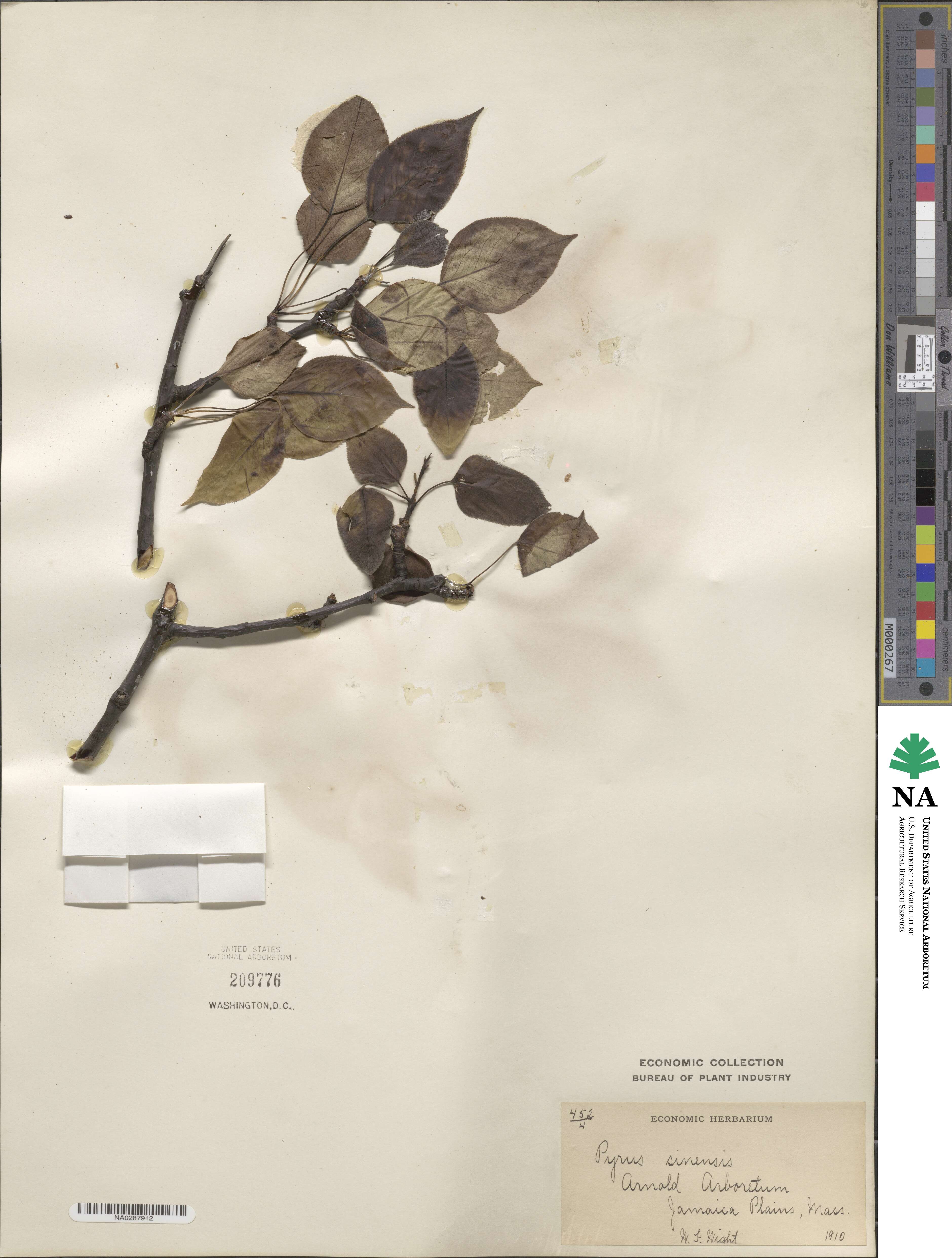 Pyrus sinensis image