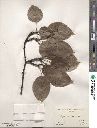 Pyrus ussuriensis image