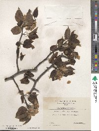 Pyrus ussuriensis image