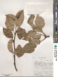 Pyrus ussuriensis image