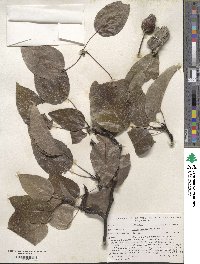 Pyrus ussuriensis image