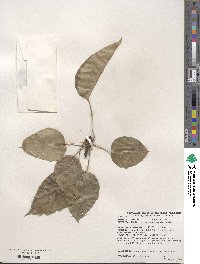 Pyrus ussuriensis image