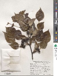 Pyrus ussuriensis image