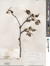 Pyrus ussuriensis image