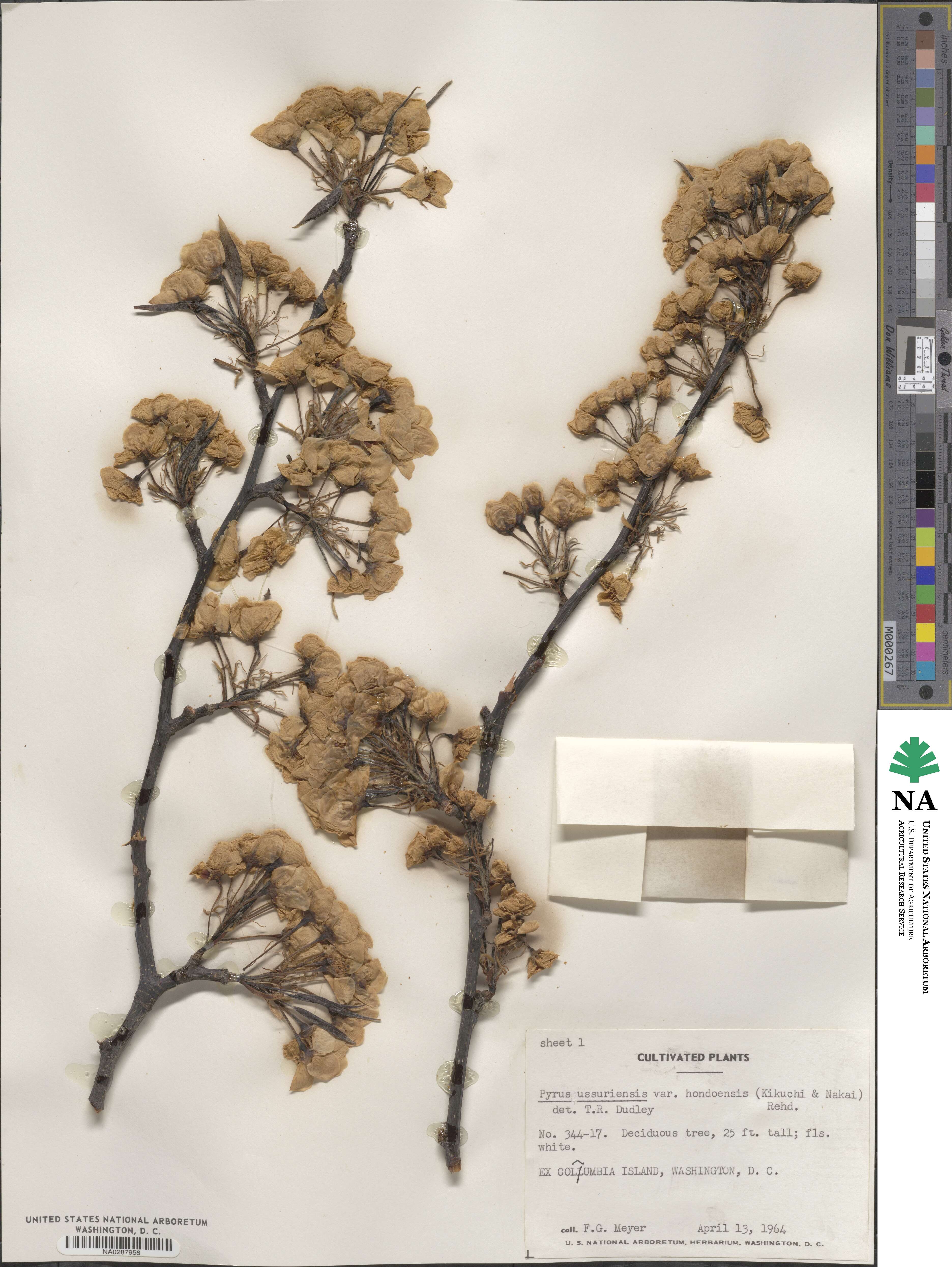 Pyrus ussuriensis image