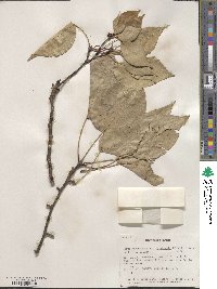 Pyrus ussuriensis image