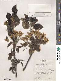 Pyrus ussuriensis image