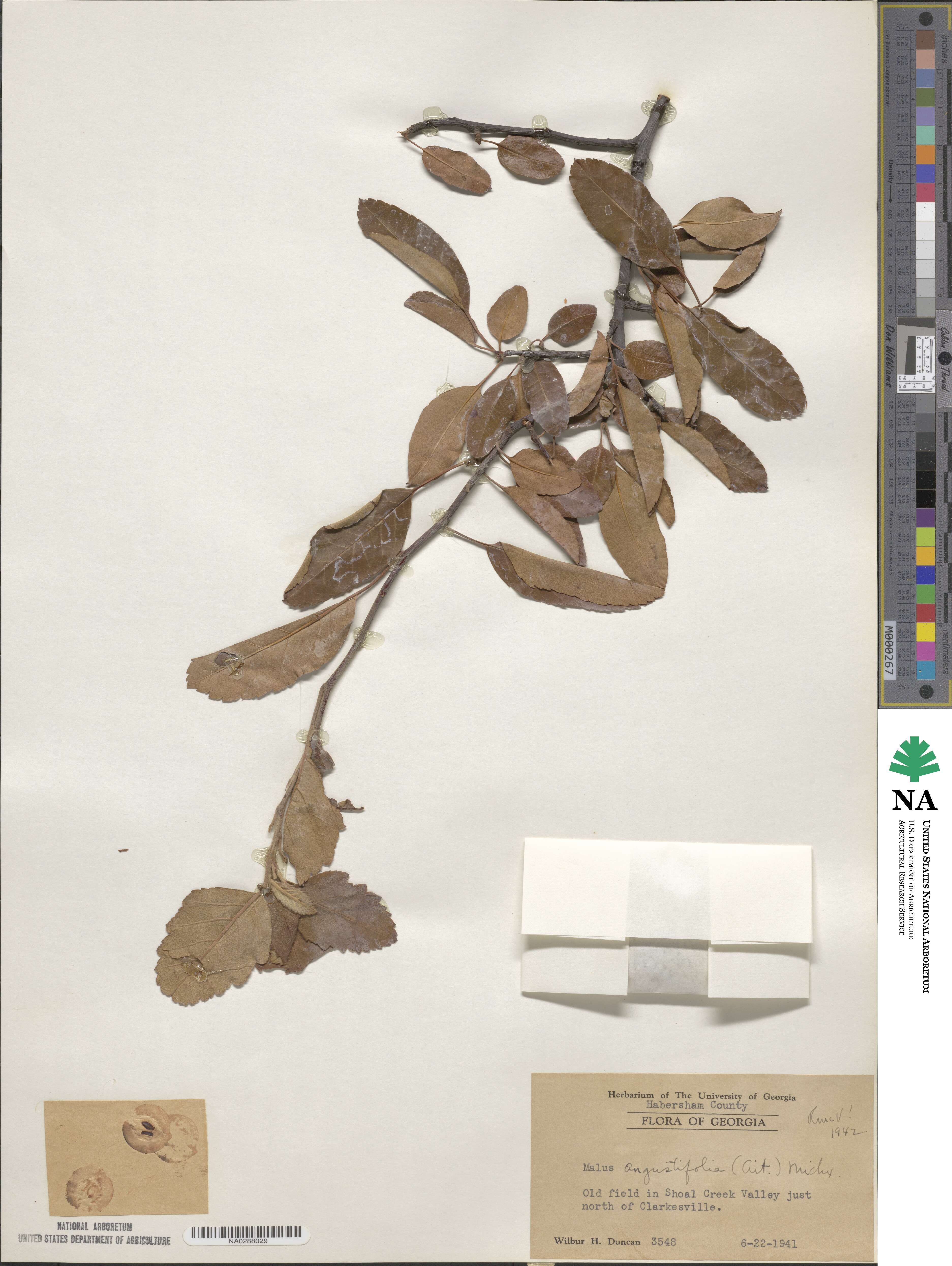 Malus angustifolia image