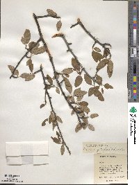 Malus angustifolia image