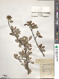 Malus angustifolia image