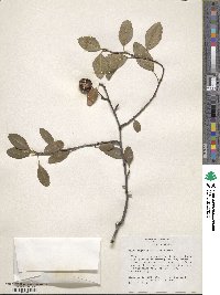 Malus angustifolia image