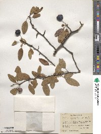 Malus angustifolia image