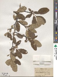 Malus angustifolia image