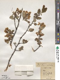 Malus baccata image