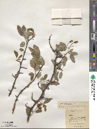 Malus baccata image