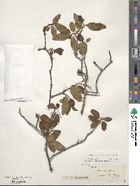 Malus baccata image