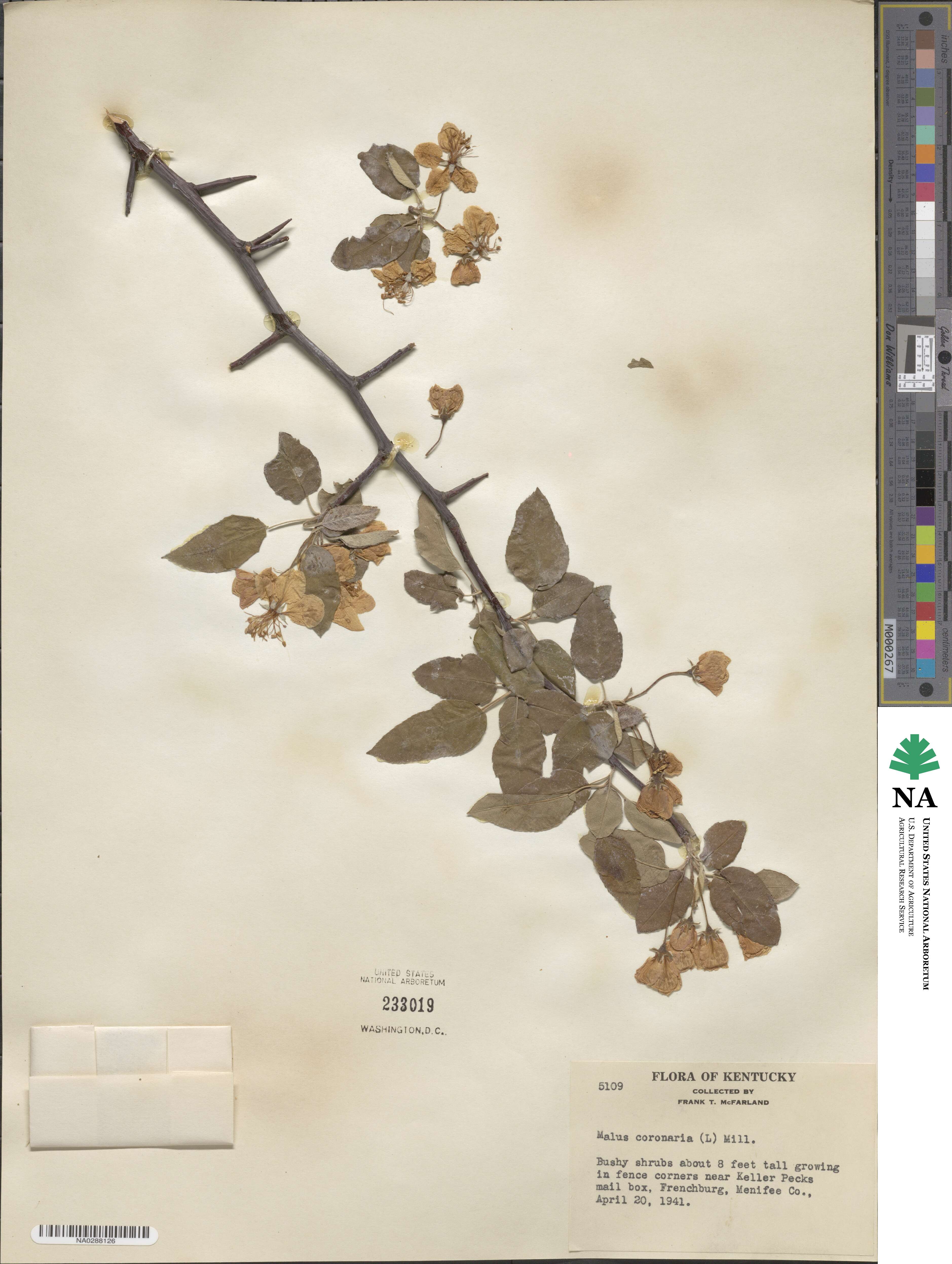 Malus coronaria image