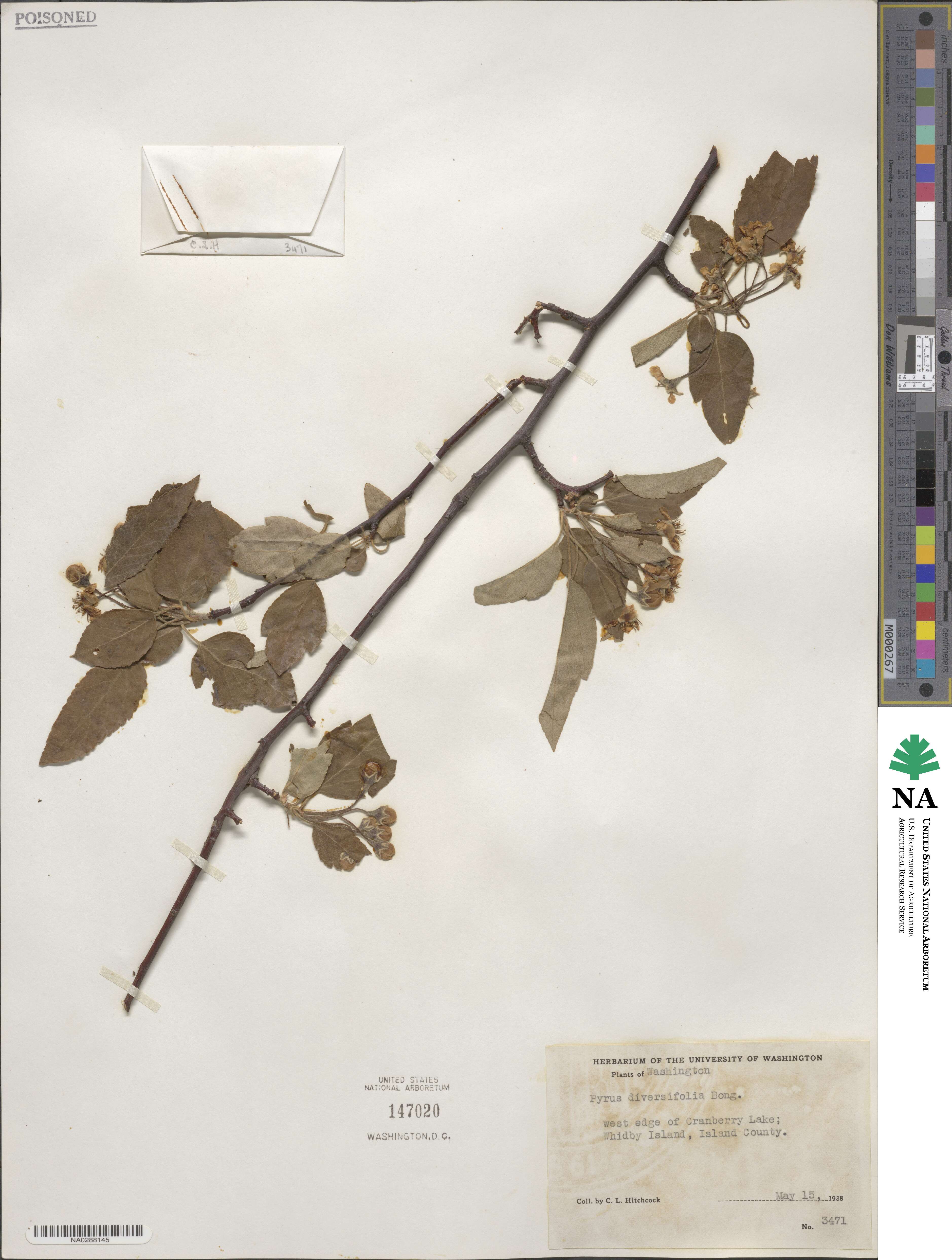 Malus fusca image