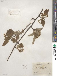 Malus fusca image