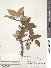 Malus fusca image