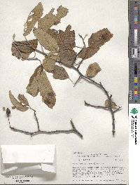 Malus ioensis image