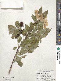 Malus prunifolia image