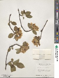 Malus prunifolia image