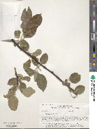 Malus pumila image