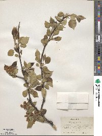 Malus pumila image