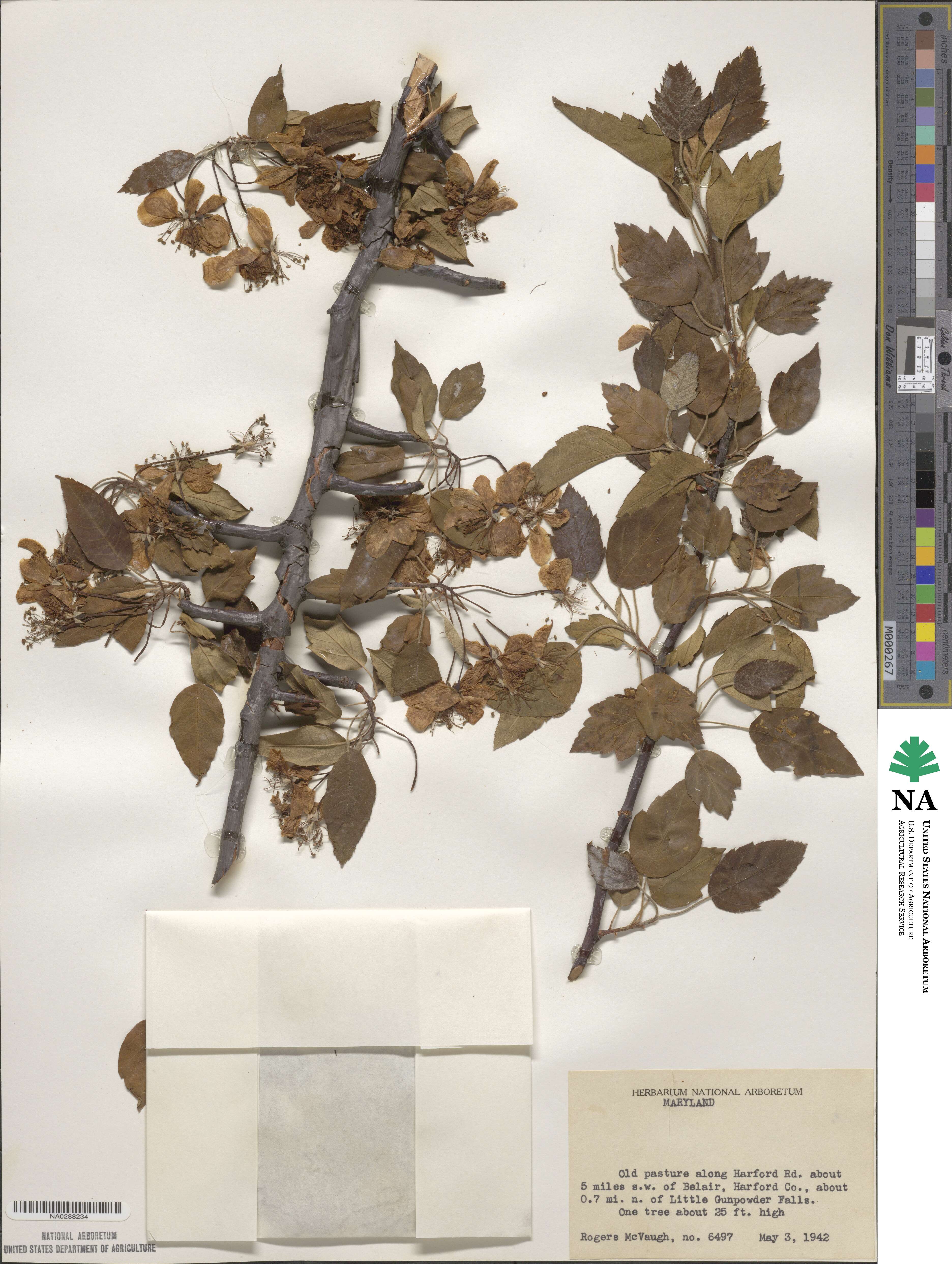 Malus image