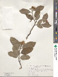 Malus sylvestris image