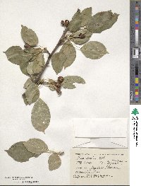 Malus sylvestris image