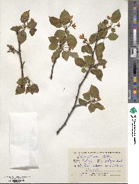 Malus sylvestris image