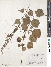 Boehmeria japonica var. tenera image