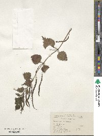 Boehmeria japonica var. tenera image