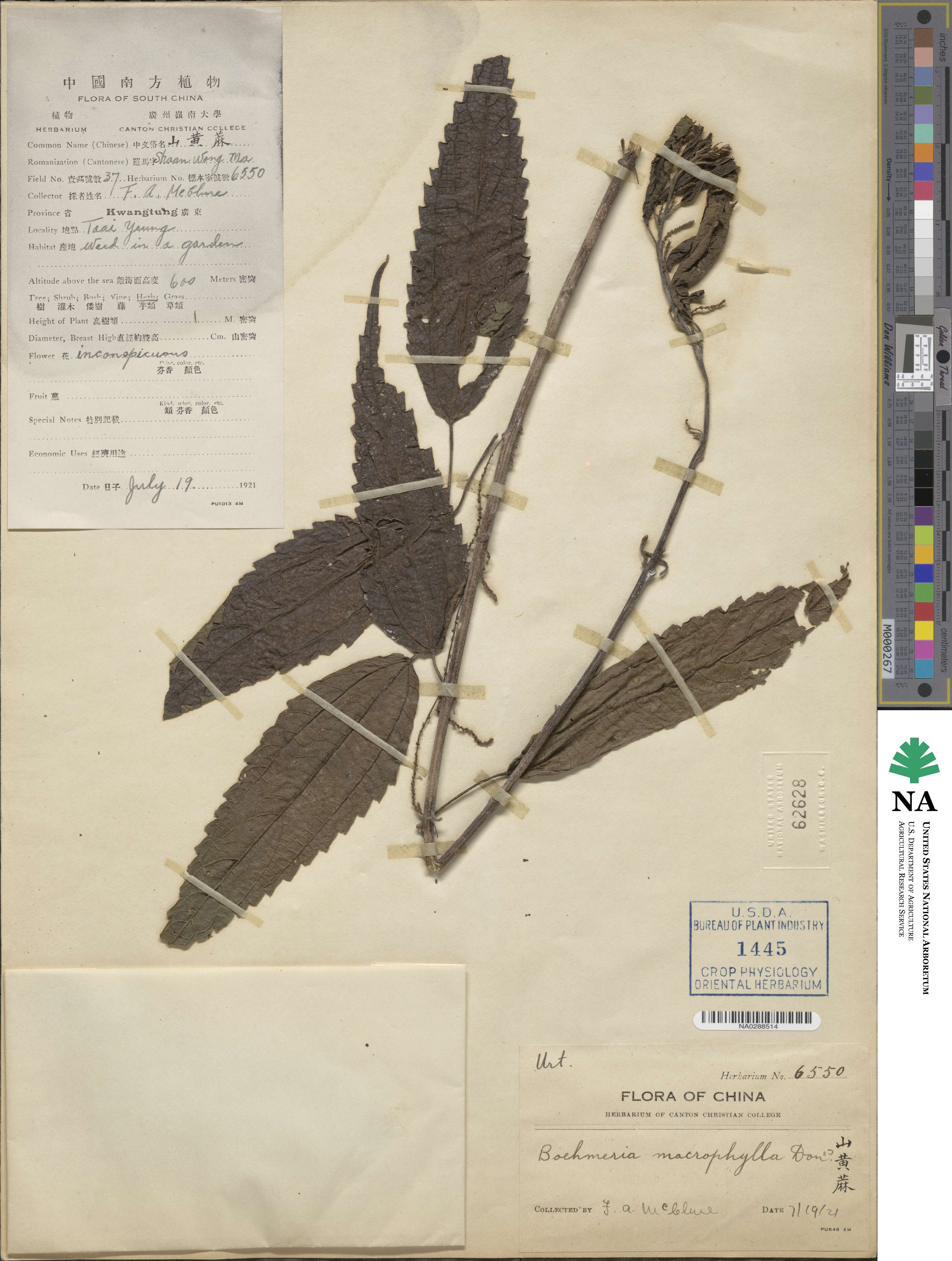 Boehmeria macrophylla image