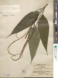 Boehmeria virgata subsp. macrophylla image