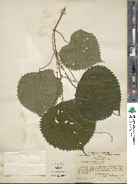 Boehmeria virgata subsp. macrophylla image